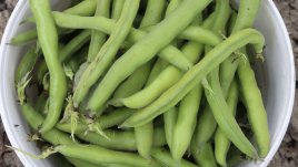 Бакла и нейните ползи за здравето 