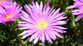 Лампрантус – пустинната маргаритка