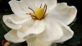 Грациозната гардения – как да я разхубавим?