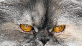 Кои симптоми издават алергията към котки 