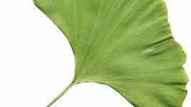 Гинко билоба помага при проблеми с ерекцията