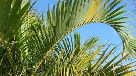 Хризалидокарпус или как да отглеждаме златноплодната палма?