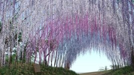 Фестивалът на вистерията в Япония (галерия) 