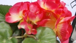 Бегонията – кралицата на цветовете и шарките