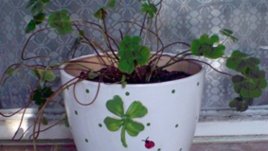 Четирилистна детелина - късмет в саксия