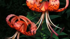 Най-нежната любов