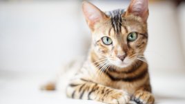 8 храни, които котката ви не трябва да консумира