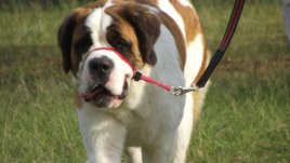 Кои храни предизвикват падане на козината при кучетата?