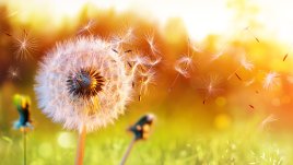 Поверия за Летен Никулден