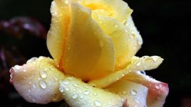 Декоративна роза – миниатюрно бижу