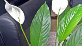 Да засадим и отгледаме лилия на мира