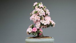 Цветни бонзай дръвчета (галерия)