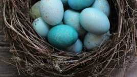 Сини яйца със златни капки за Великден