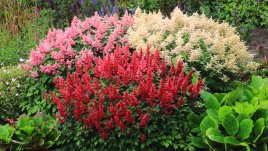 Астилбе – цветно огнено пламъче
