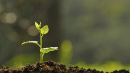 Притча за двете семена