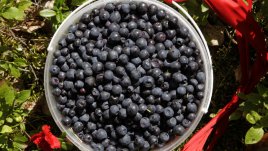 Бабини лекарства с дарове от природата