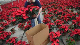 Кога и как да приготвим коледните звезди, за да се обагрят в червено?