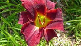 Хемерокалис – едно от най-лесните за отглеждане градински цветя