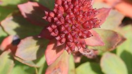 За какво помага родиолата?