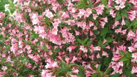 Вайгела – естествен гирлянд в градината ви