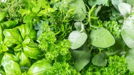 3 билки използвани в миналото като контрацептиви 