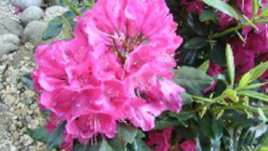 Другото име на рододендрона