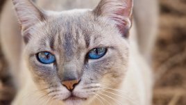 С кои болести могат да ни заразят домашните любимци?