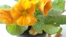 Как да се грижим за игликата в саксия