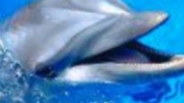 Делфинариумът във Варна има ново делфинче