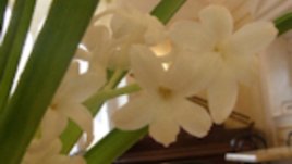 Цветята на пролетта