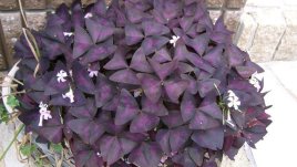 Детелина оксалис – като ято пеперуди в дома! 