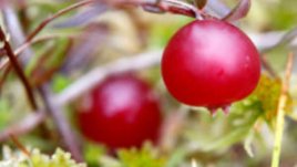 На какви храни да наблегнем, за да сме със здраво сърце