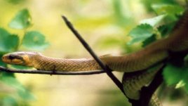 Година на змията: каква ще е в любовта и работата