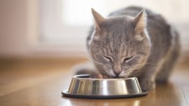 Любопитни факти за котешката храна, които ще ви изненадат