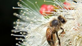 Четири заблуди  за пчелите