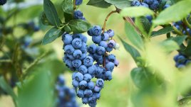 5 билки при разширени вени