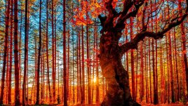 Красотата на есента 