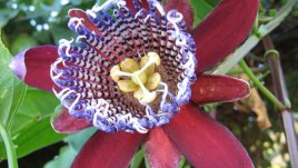 Пасифлора – цветето на страстта