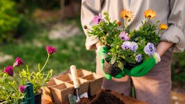 Какви растения и зеленчуци можем да засадим през септември
