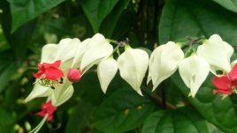 Дървото на съдбата – как да отглеждаме Томсъновия клеродендрон