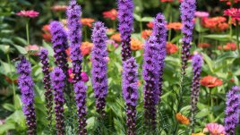 Лиатрис, наричан още казанско перо