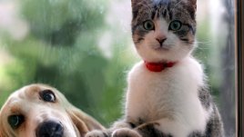 Как да премахнем миризмата на домашен любимец от дома? 