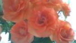 Осми март е