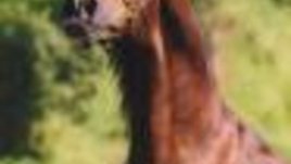 Тодорова неделя