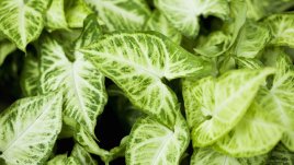 Сингониум – растение с променящи се листа 