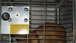 Какво да правим с любимия, докато пазаруваме