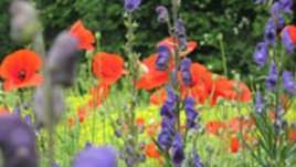 Розмарин, лавандула, нар и облепиха – рай за тялото