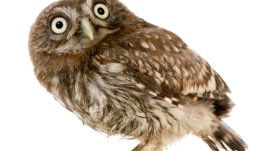 Вижте най-гальовната совичка (видео)