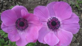 Анемония – нежната принцеса сред цветята