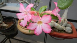 Адениум – пустинната роза